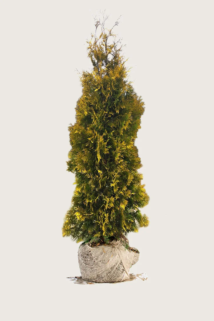 Thuja Yellow Ribbon 300cm Vel forgrenet | Plantinavia