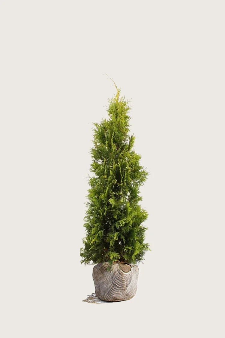 Thuja Yellow Ribbon 60cm Vel forgrenet | Plantinavia