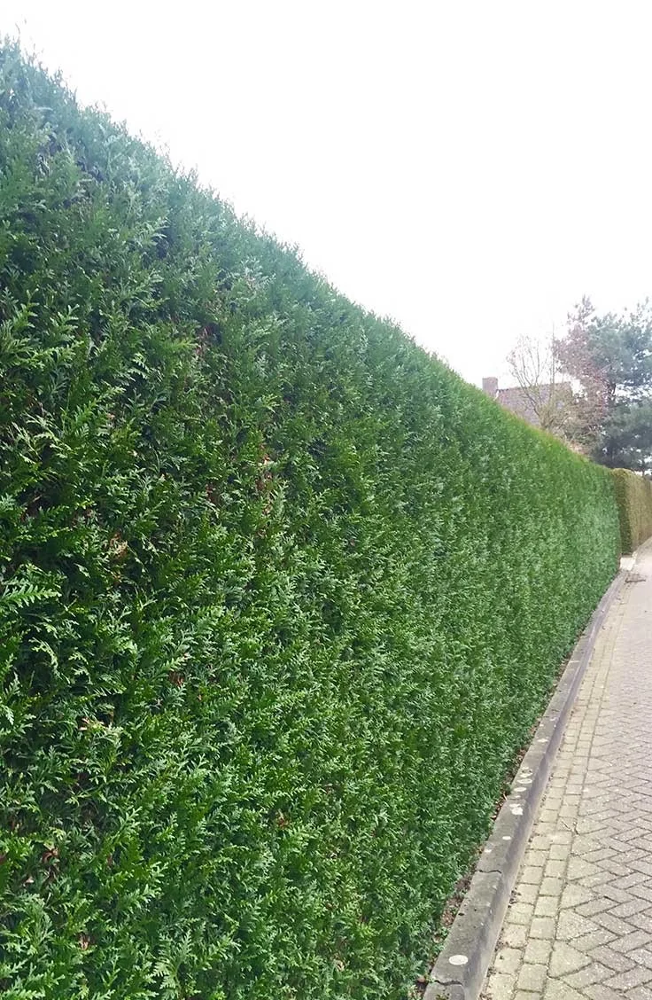 Kæmpethuja
