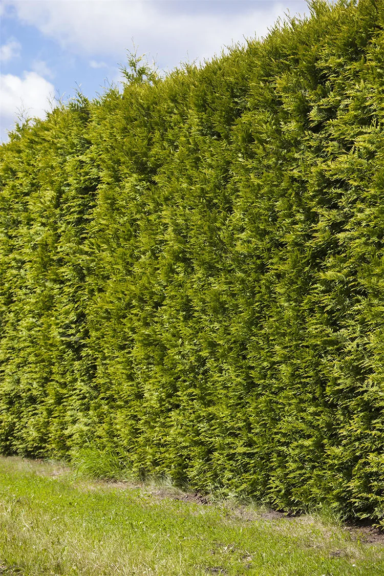 Thuja Smaragd