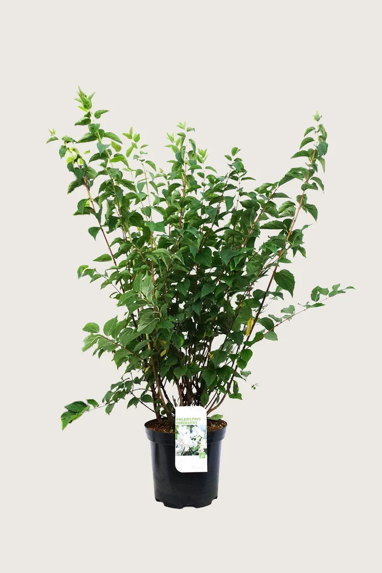 Uægte Jasmin 'Coronarius' 125cm Vel forgrenet | Plantinavia