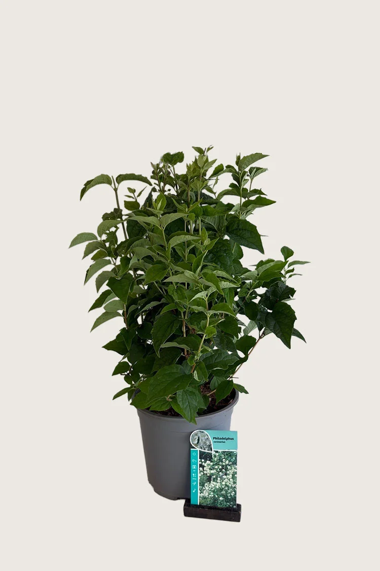 Uægte Jasmin 'Coronarius' 60cm Vel forgrenet | Plantinavia