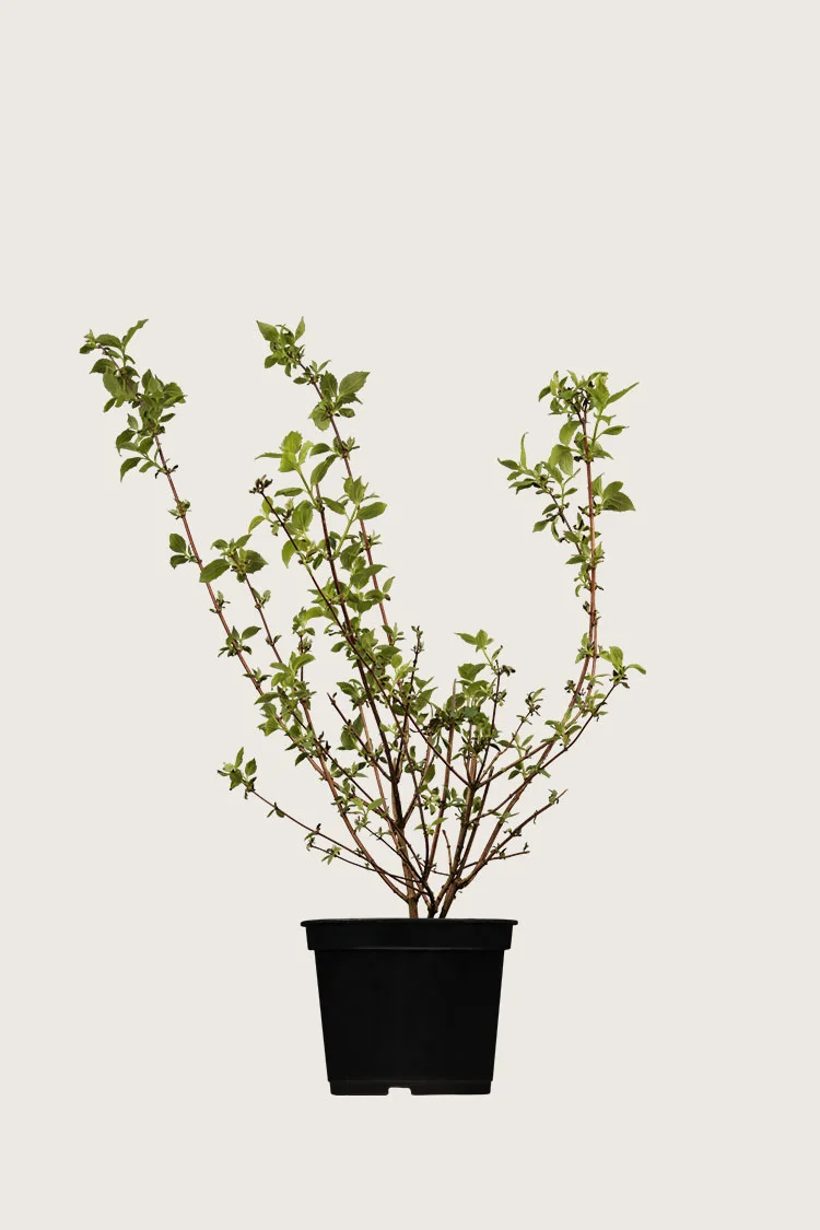 Uægte jasmin 40cm Forgrenet | Plantinavia