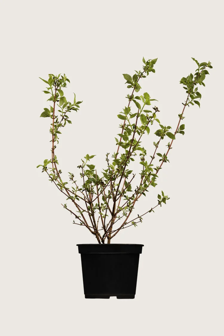 Uægte jasmin 100cm Vel forgrenet | Plantinavia