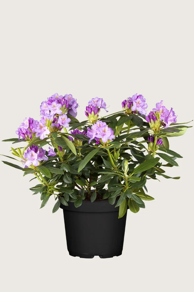 Violet rhododendron 40cm Vel forgrenet | Plantinavia