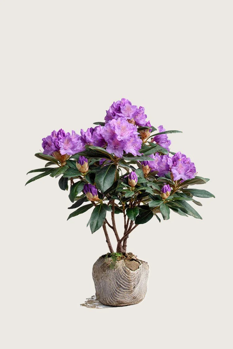 Violet rhododendron 120cm Forgrenet | Plantinavia