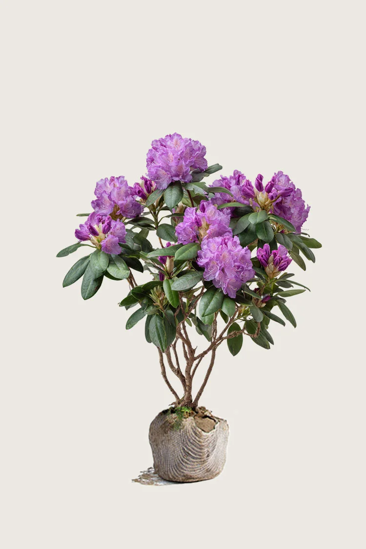 Violet rhododendron 80cm Vel forgrenet | Plantinavia