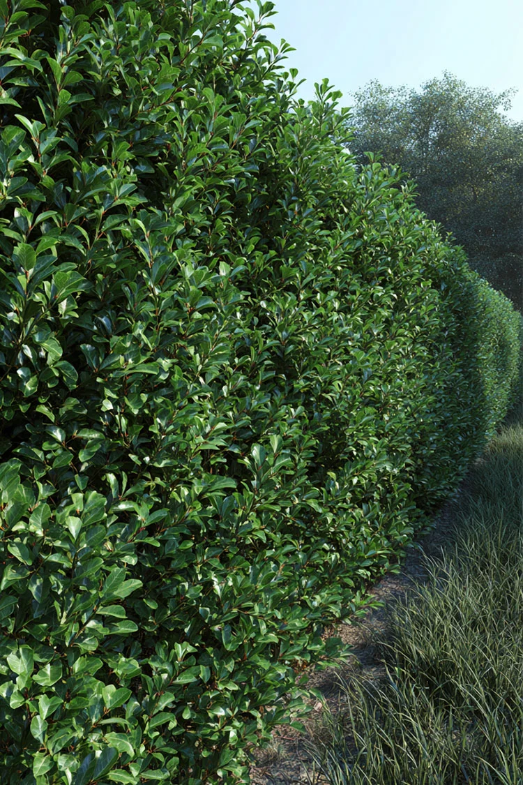 Japansk kristtorn 'Green Hedge'