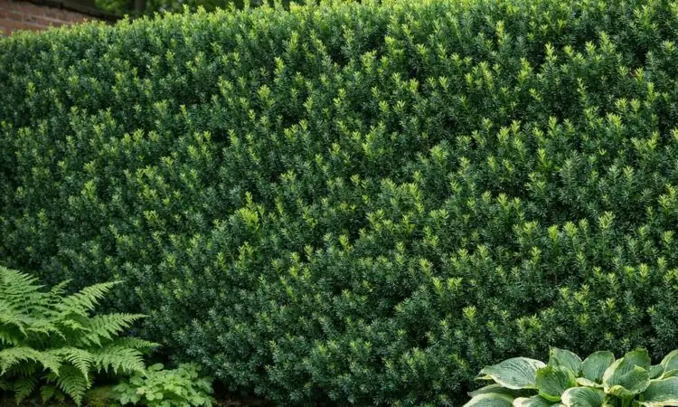 Store skyggeplanter