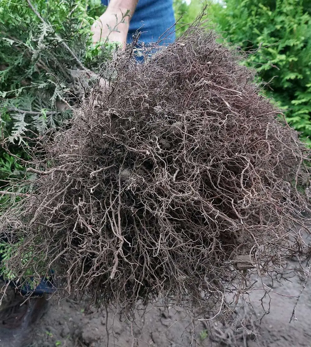 Thuja rotklump