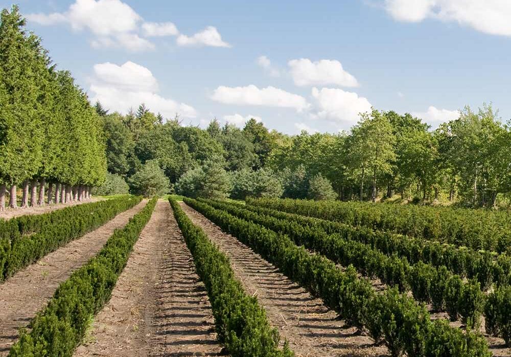 hækplanter og buske