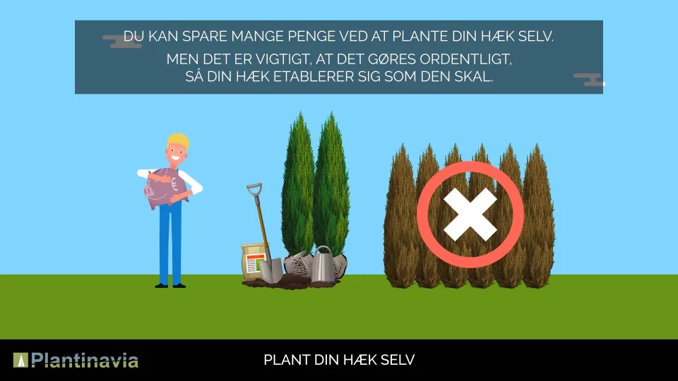 Plant Din Hæk Selv