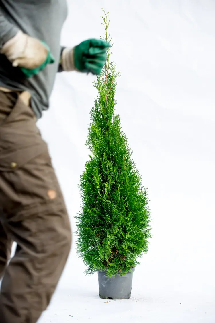 Thuja Smaragd C3 Potte 80cm 100cm