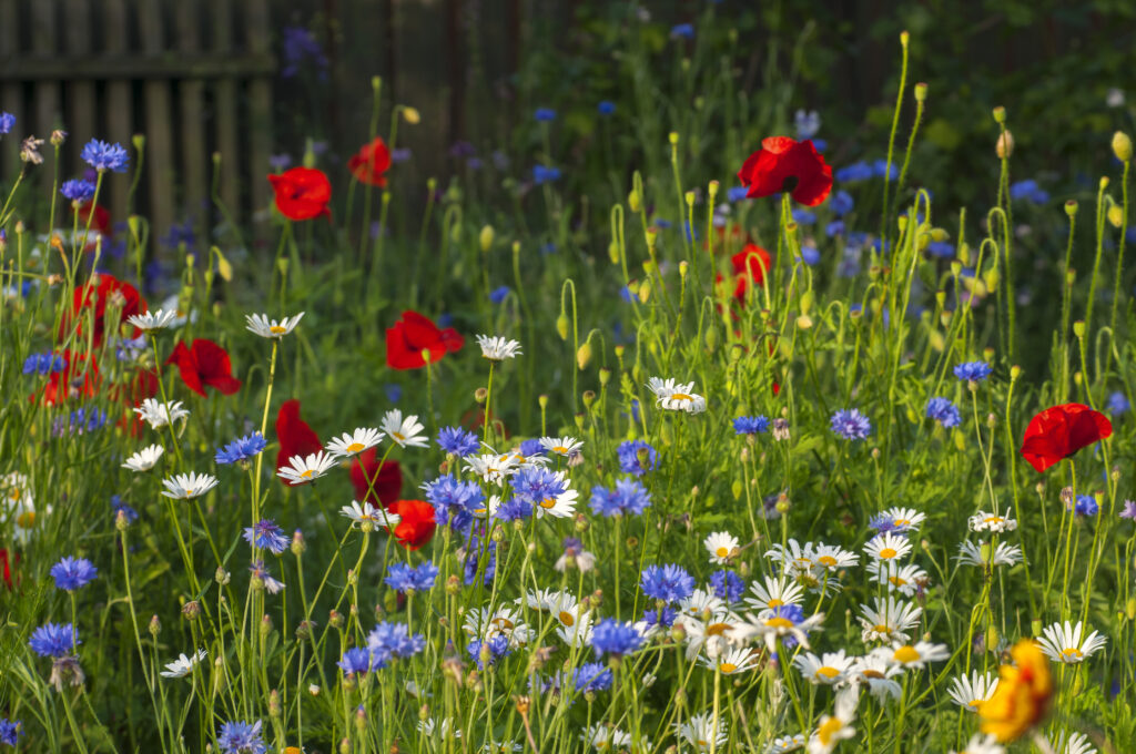 En blomstereng med valmuer, kornblomster og margueritter.