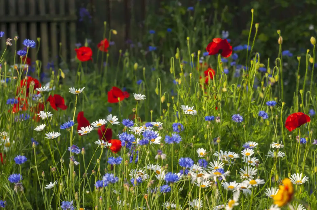 En blomstereng med valmuer, kornblomster og margueritter.