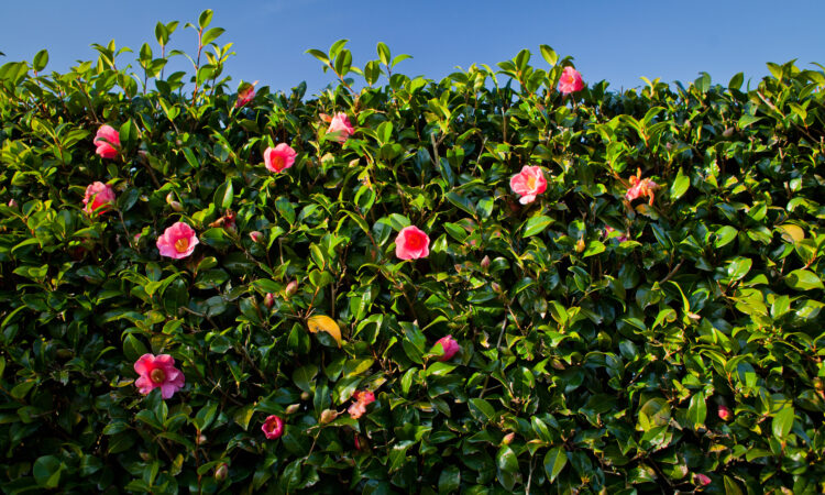 Grøn, frodig hæk med pink blomster, der stikker ud.