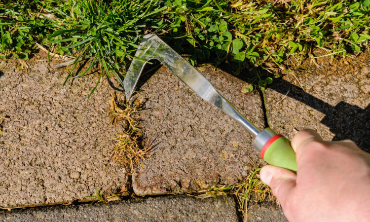 Hånd med lugejern, som fjerner ukrudt mellem brosten i en have.