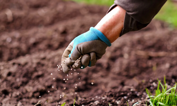En person spreder gødning med hånden på en mark.