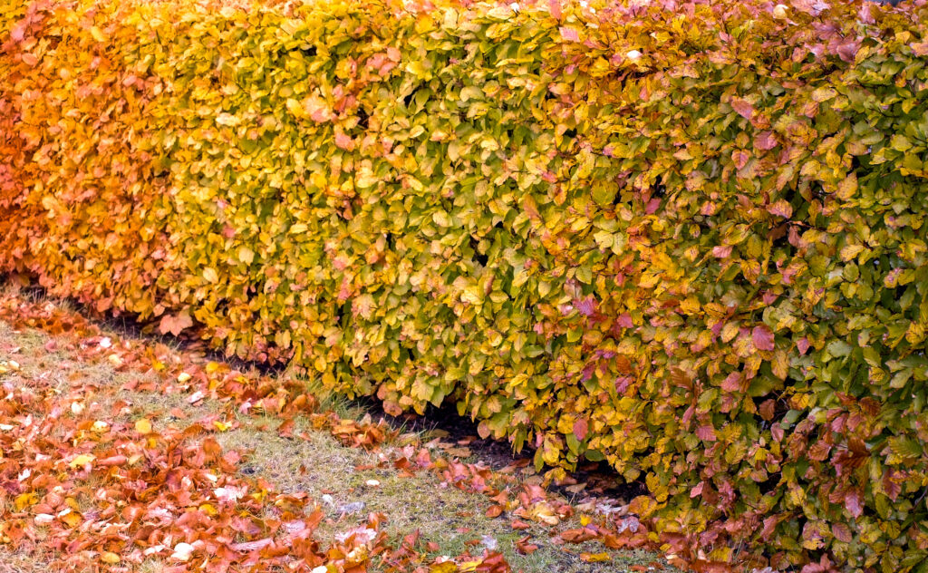 Hæk med orange og gule blade om efteråret.