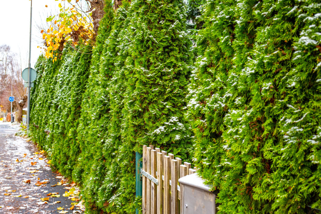 Snedækket thuja-hæk langs gangstien.