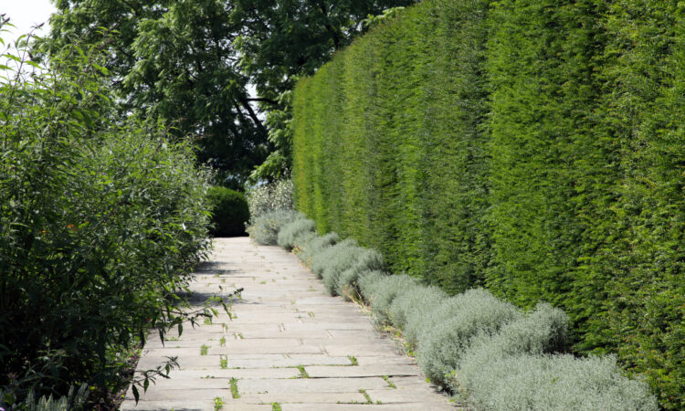 En høj, grøn hæk med stenfliser og små buske forrest.