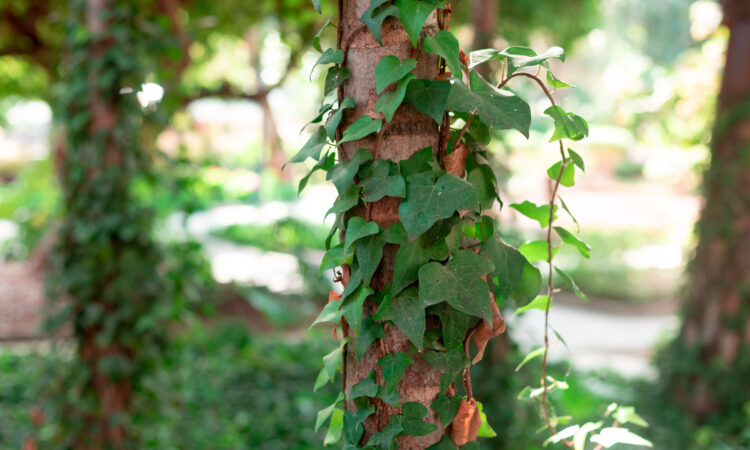 Nærbillede af vedbend, der vokser lodret på en træstamme i sollys