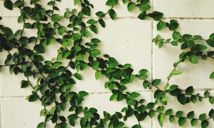 Efeu vokser lodret på en hvid mur