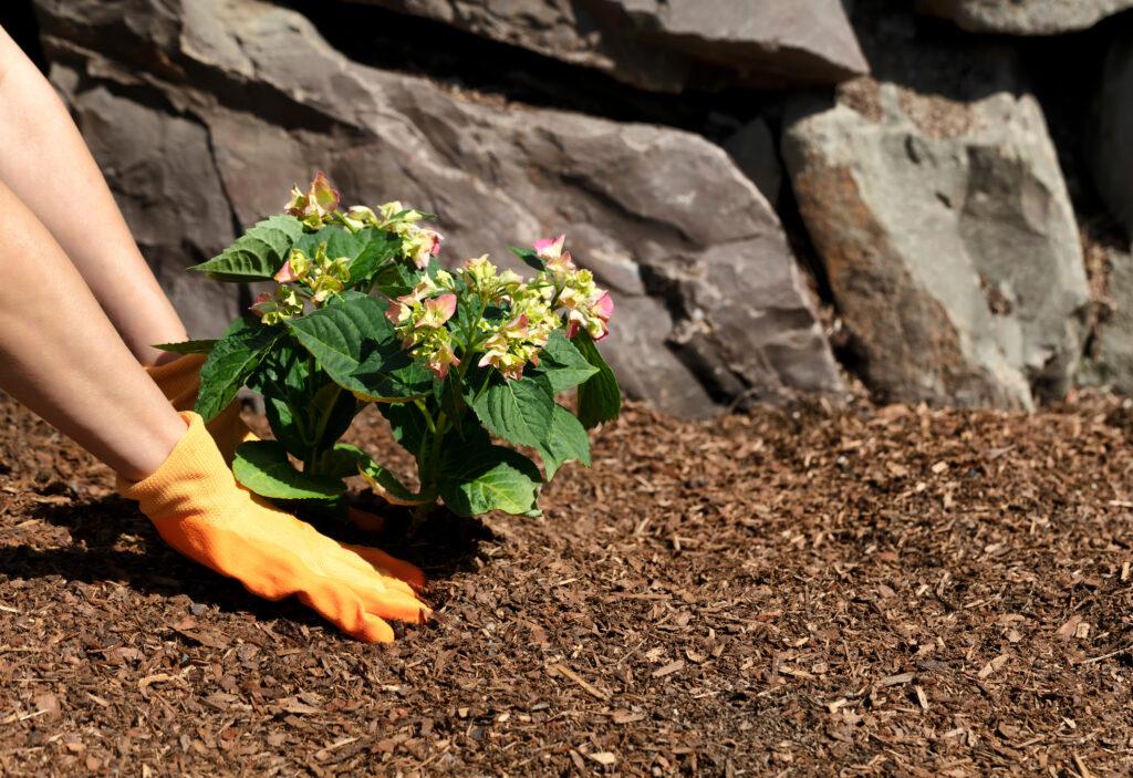 En kvinde bruger bark i blomsterbedet med hortensia.