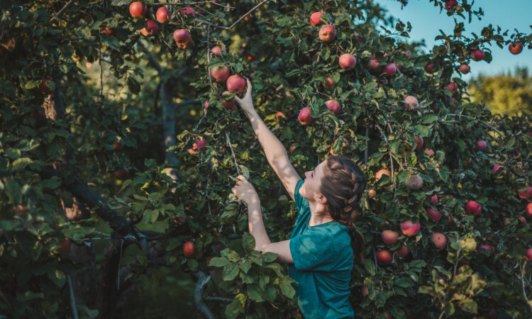 En kvinde plukker æbler fra et æbletræ.