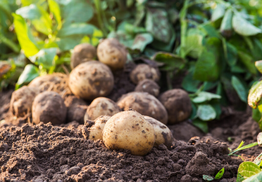 Nye kartofler på jorden.
