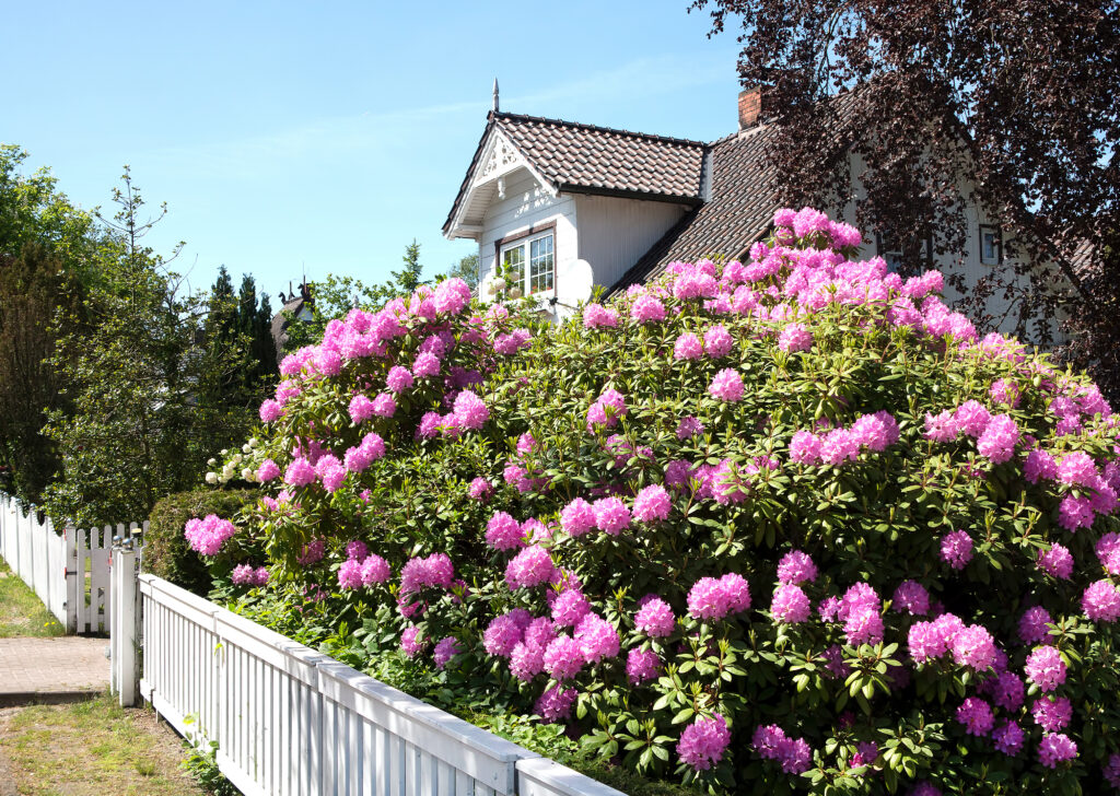 Et hvidt hus med buske, et hegn og en blomstrende rhododendron-hæk foran.
