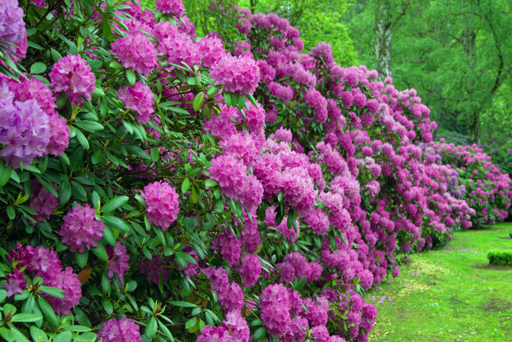 Grøn hæk med store, lyserøde blomster.