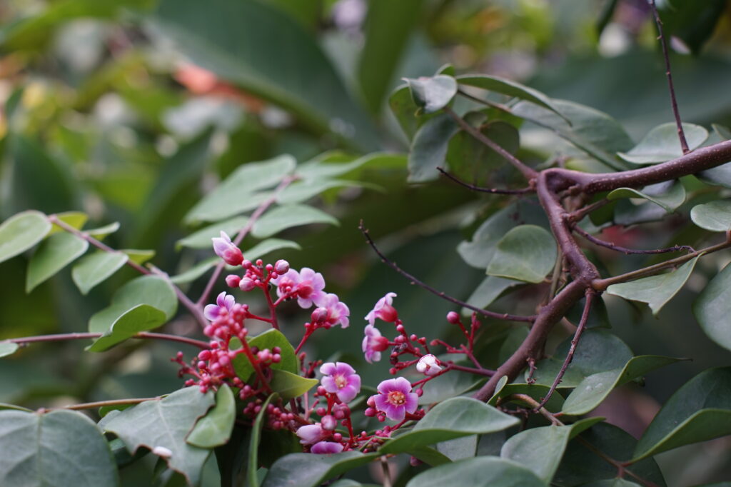 Pink blomster på en grøn busk. 