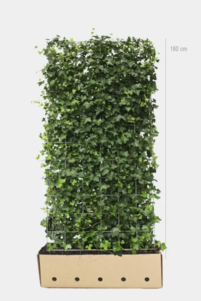 Færdiglavet hæk af irsk vedbend i en robust plantebeholder, klar til nem plantning.