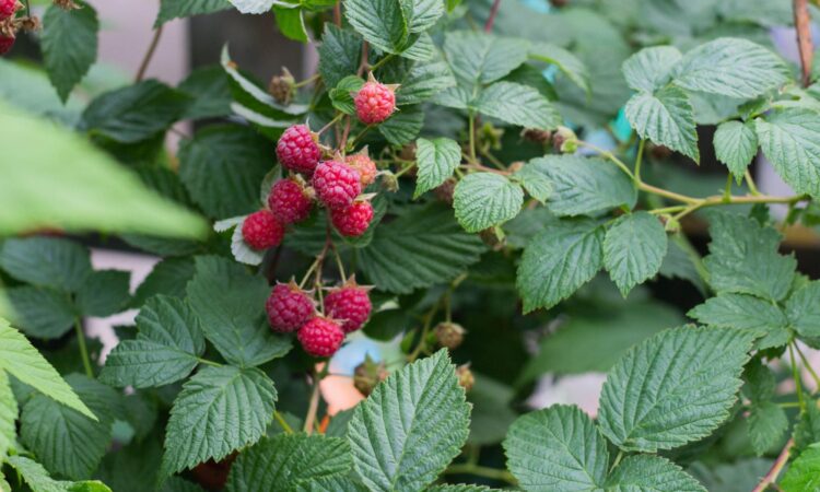 Modne hindbær, som vokser på en grøn hindbærbusk.