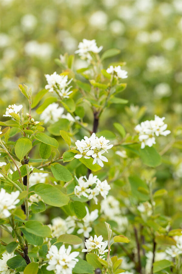 Ellebladet bærmispel