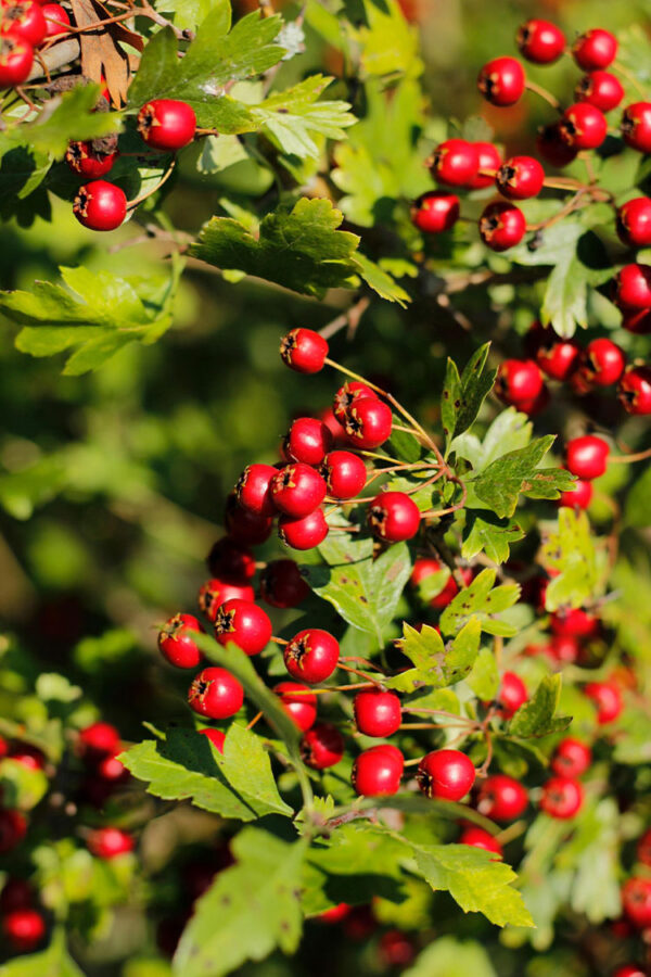 Engriflet Hvidtjørn