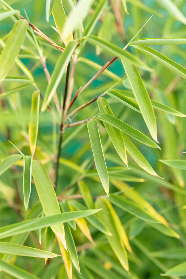 Sort Bambus Black Pearl