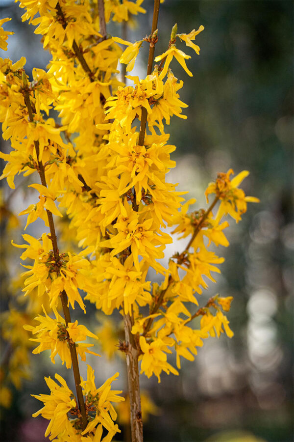 Forsythia