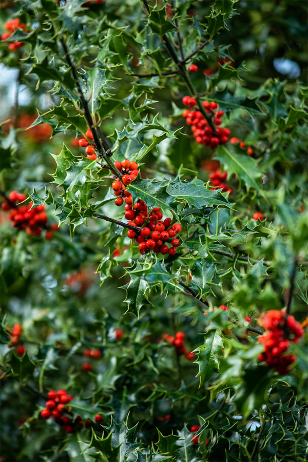 Almindelig kristtorn