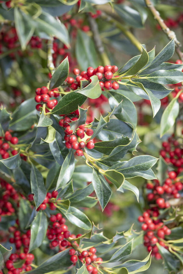 Almindelig kristtorn Alaska