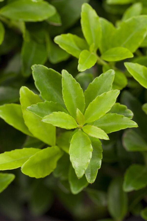 Japansk kristtorn 'Kanehirae'