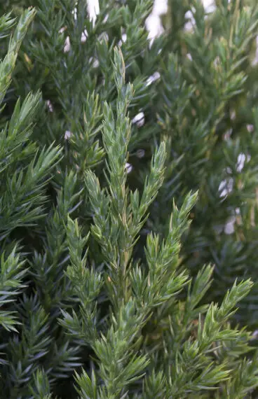 Kinesisk Ene Stricta