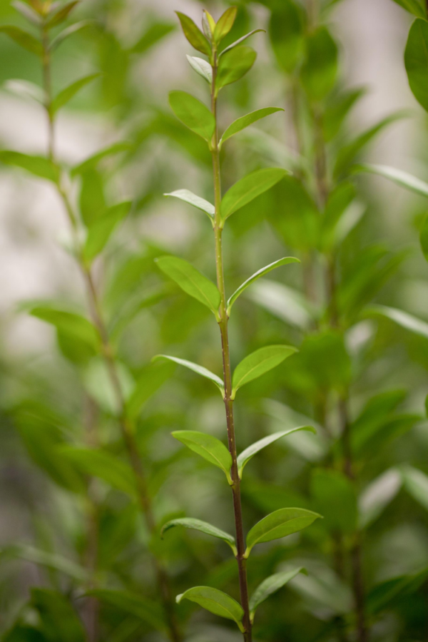 Stedsegrøn Liguster