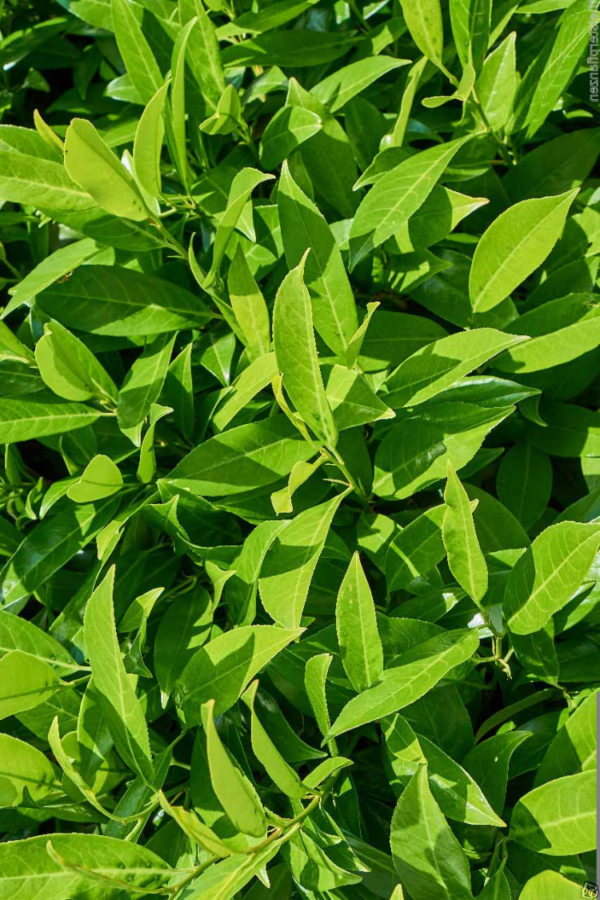 Laurbærkirsebær Caucasica