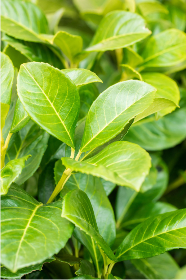 Laurbærkirsebær Etna