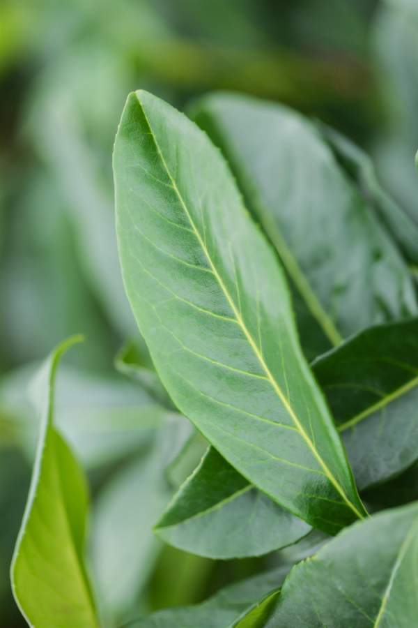 Laurbærkirsebær Genolia