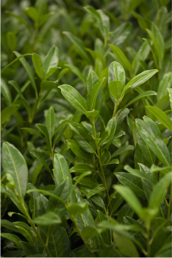 Laurbærkirsebær Herbergii