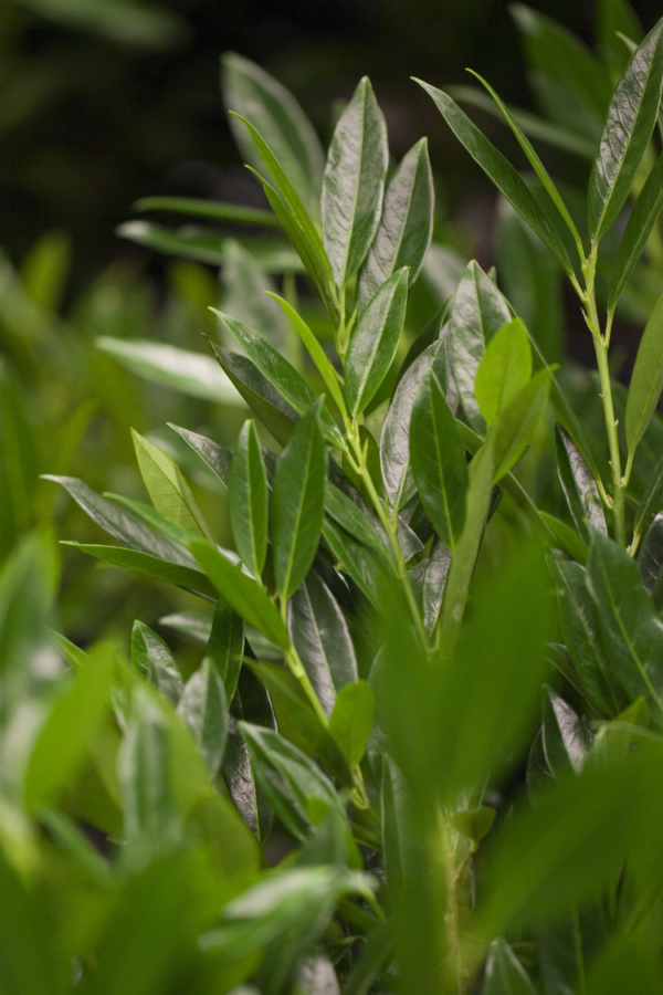 Laurbærkirsebær Otto-Luyken