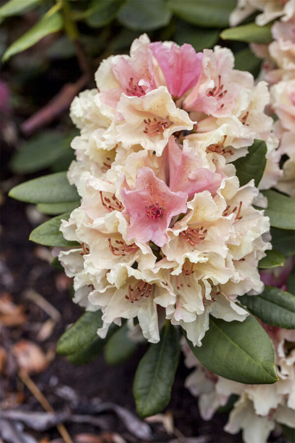 Rhododendron yakushimanum
